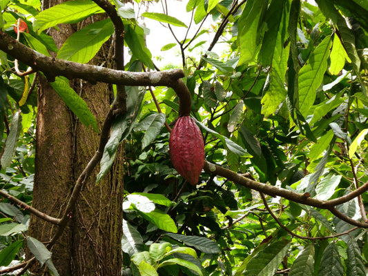 Einblick in Guatemala - Unsere Reise zum Kakao