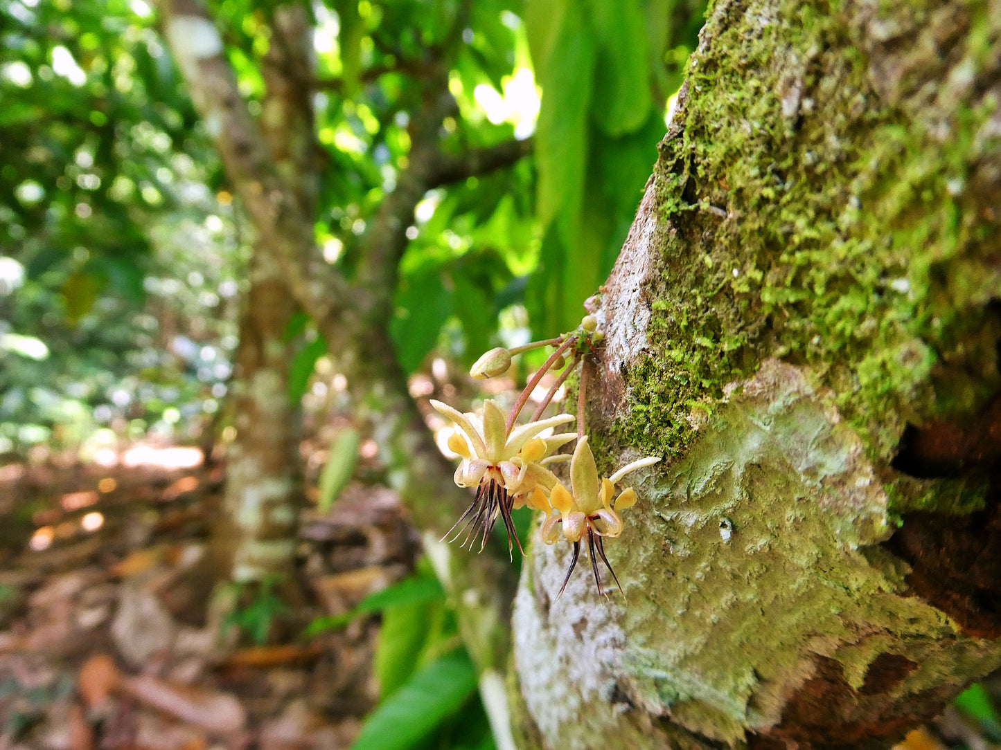 Rohkakao Masse - RIO DULCE