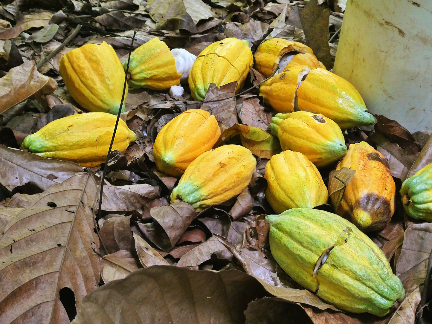 Rohkakao Masse - RIO DULCE