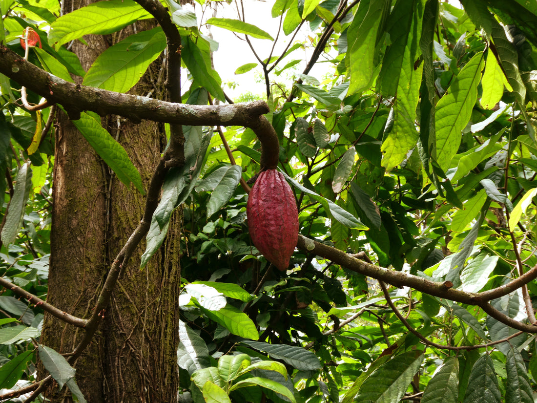 Einblick in Guatemala - Unsere Reise zum Kakao