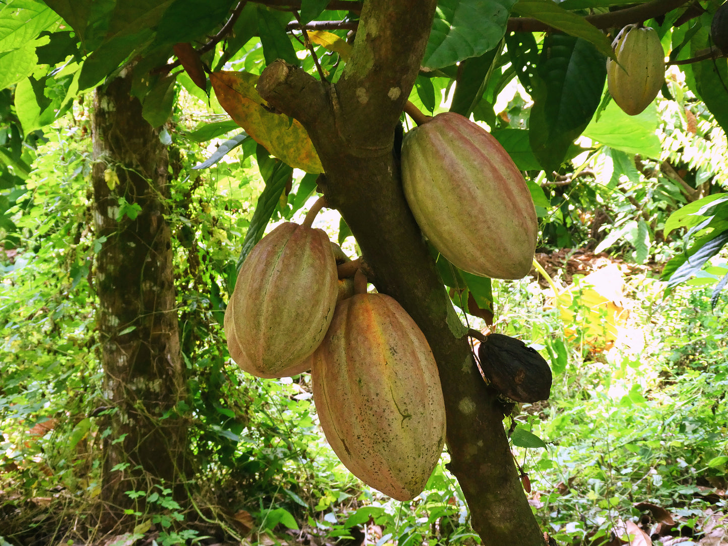 Rohkakao Masse - RIO DULCE