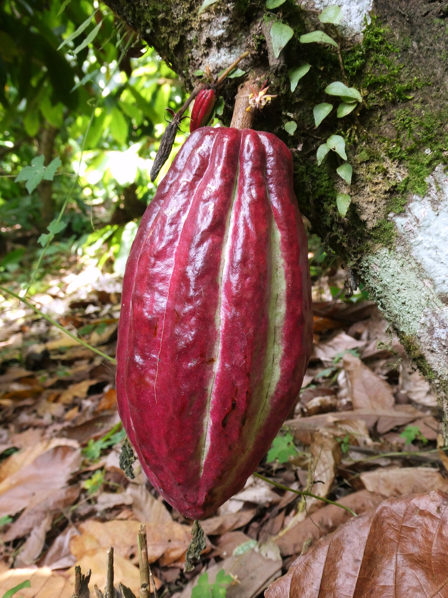 Rohkakao Masse - RIO DULCE