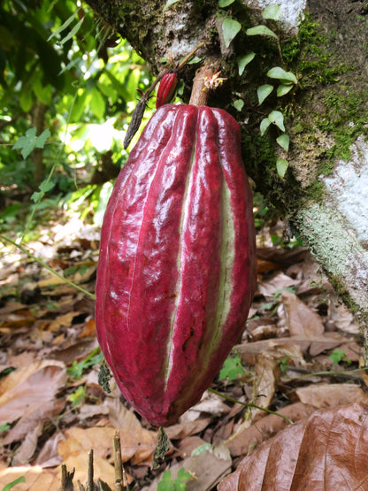 Rohkakao Masse - RIO DULCE