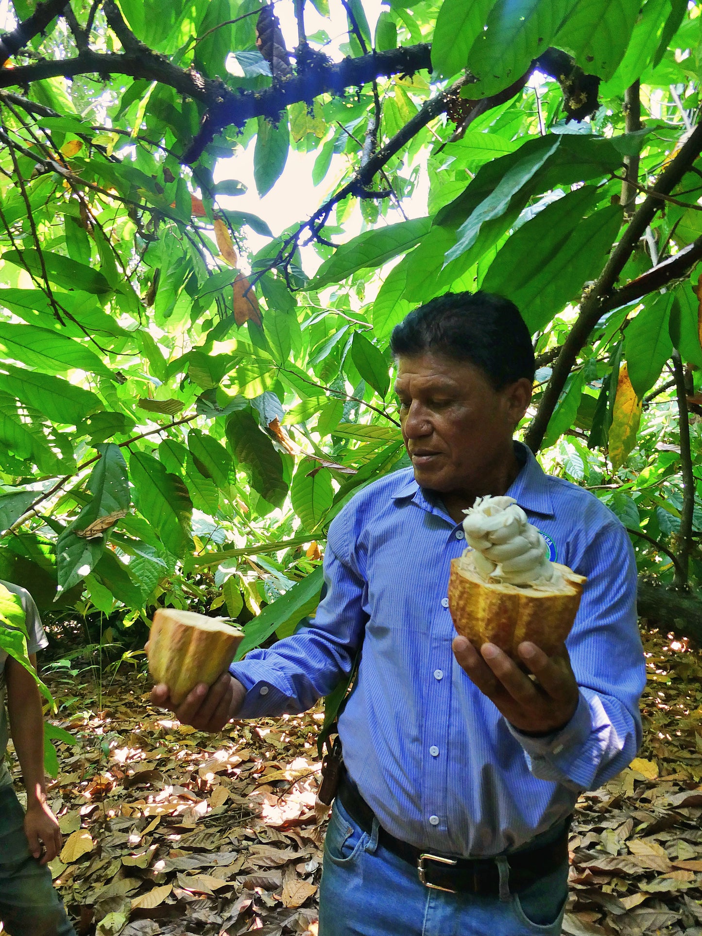 Zeremonieller Rohkakao - COBAN