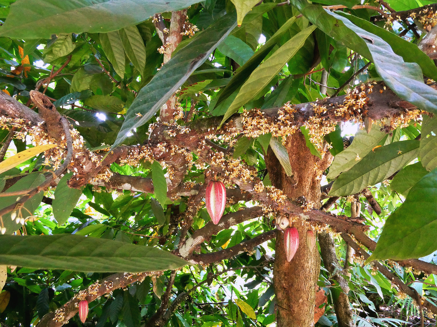 Zeremonieller Rohkakao - COBAN