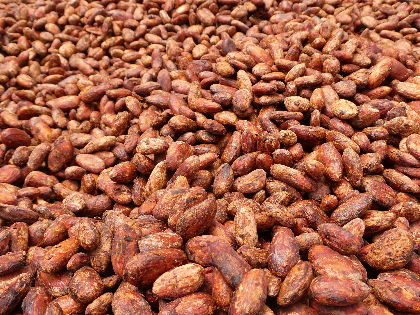 Zeremonieller Rohkakao - COBAN