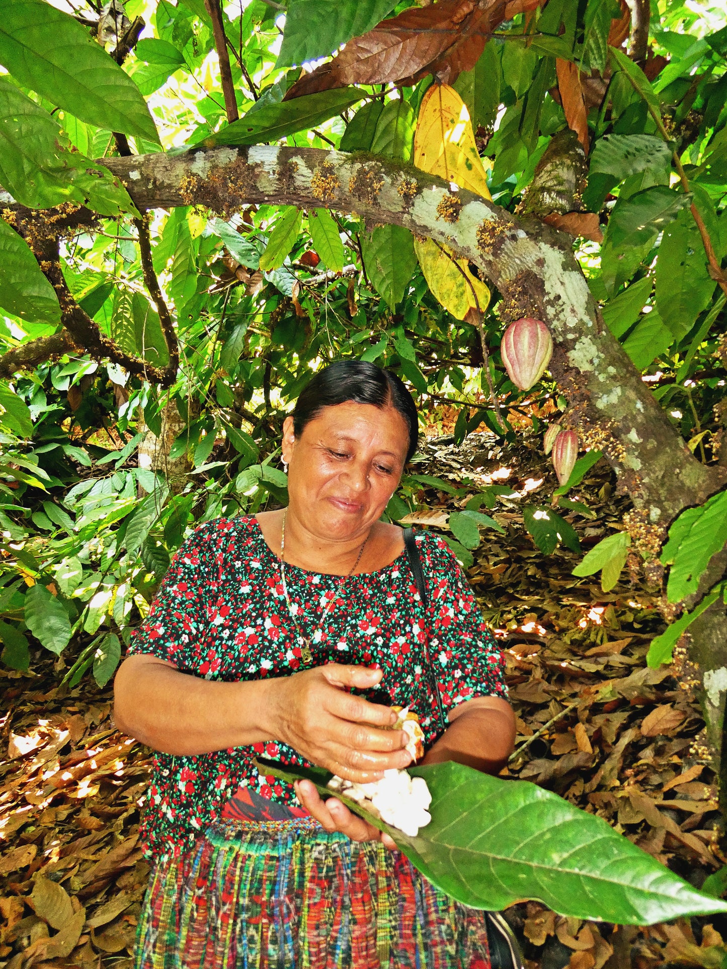 Zeremonieller Rohkakao - COBAN